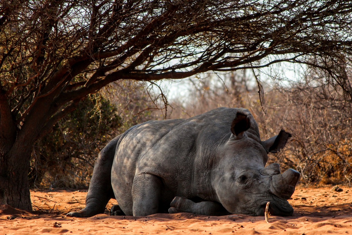 animal-close-up-endangered-1145513